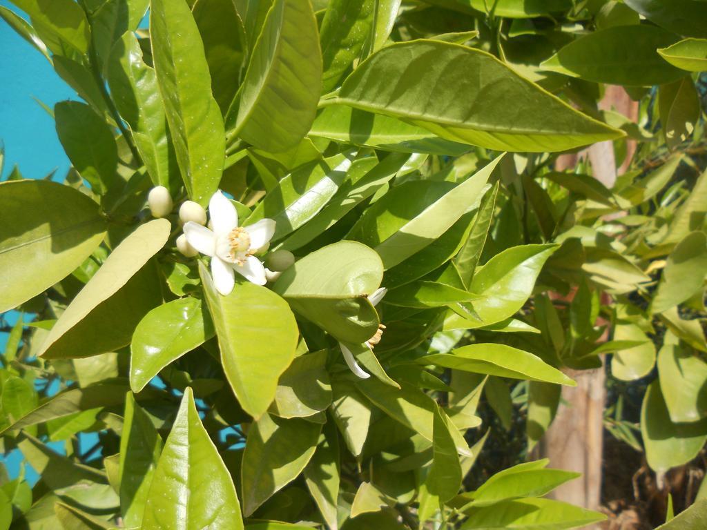 Riad Passiflora Fez Eksteriør billede