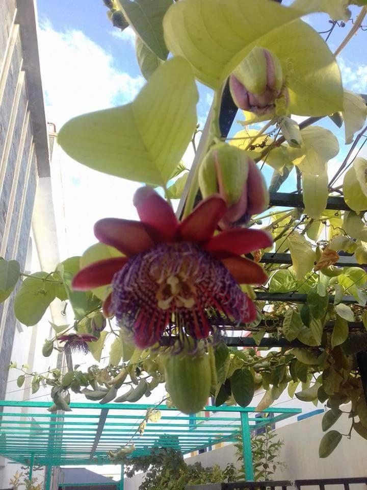 Riad Passiflora Fez Værelse billede